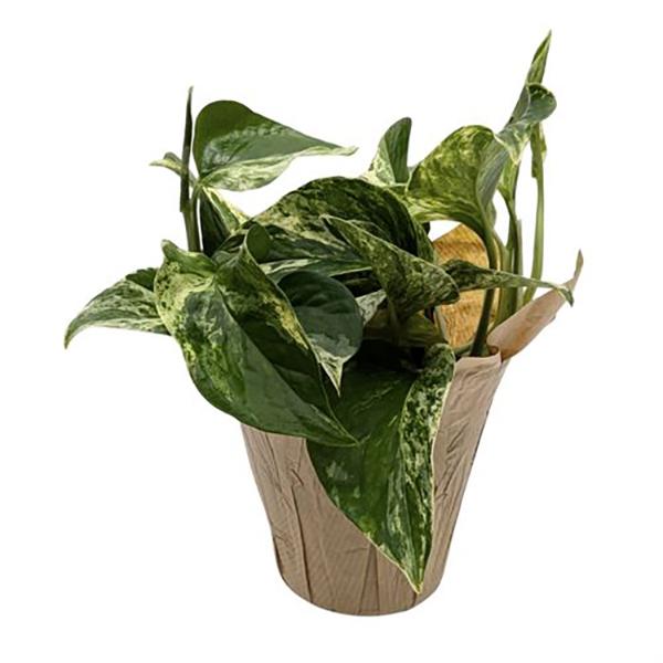 Pothos Marble Queen - 4in