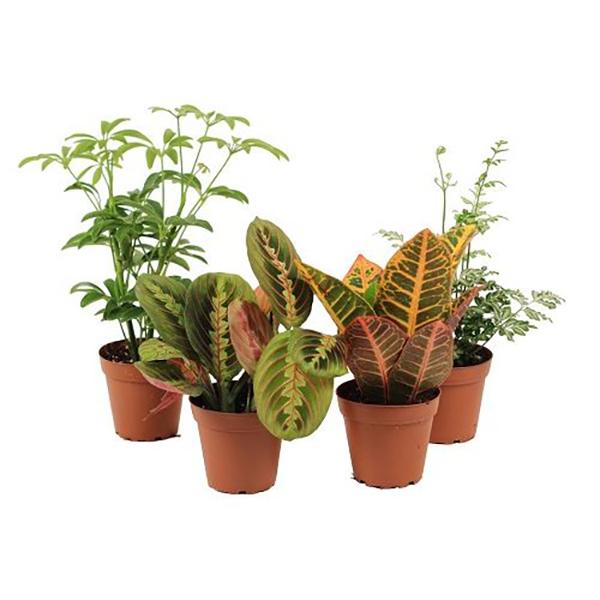 Foliage Asst  - 4in