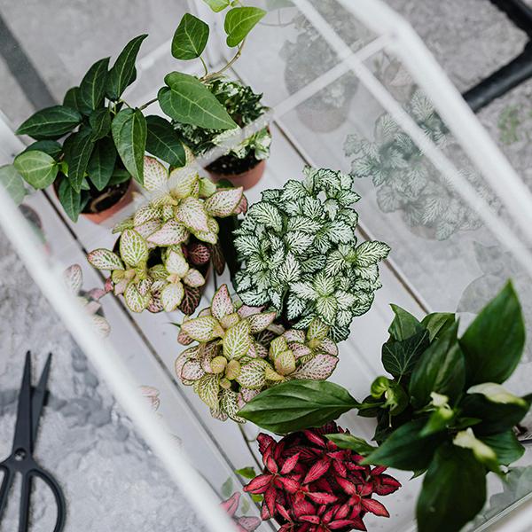 Build Your Own Terrarium - 2 in