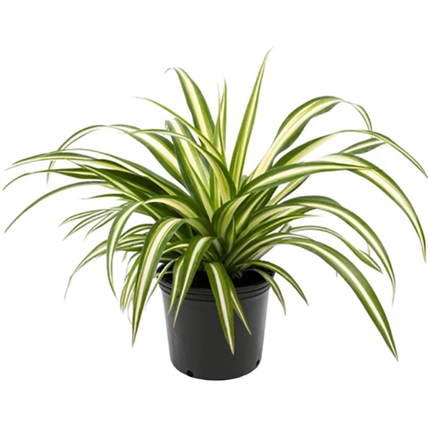 Spider Plant Asst - 4in