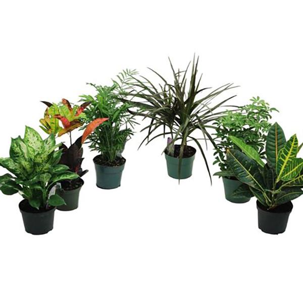 Foliage Asst - 6in
