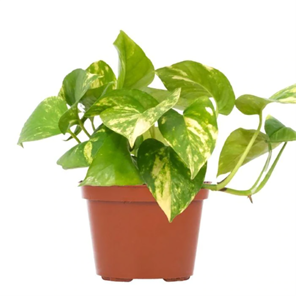 Pothos Golden - 6in