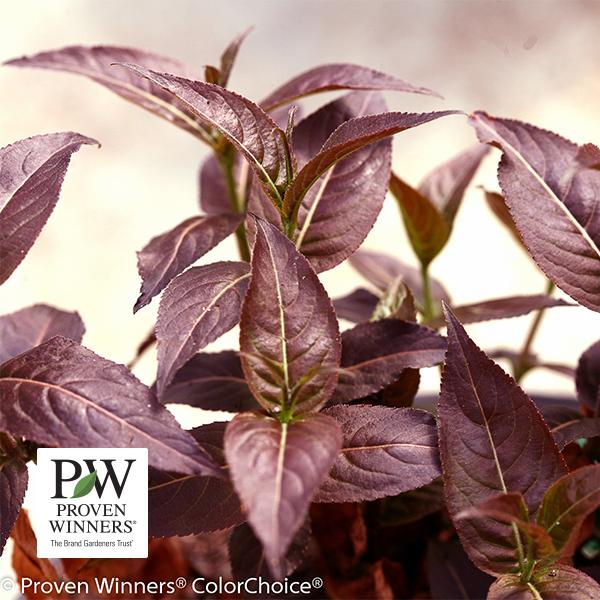 Honeysuckle Bush Kodiak Black (Proven Winners®) - 3c