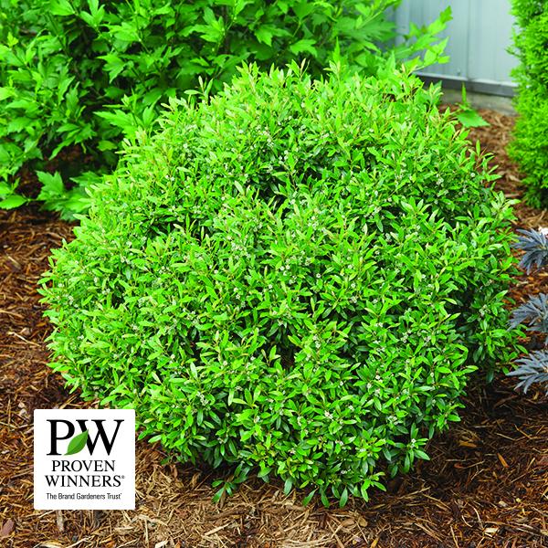 Inkberry, Gem Box--3 gallon