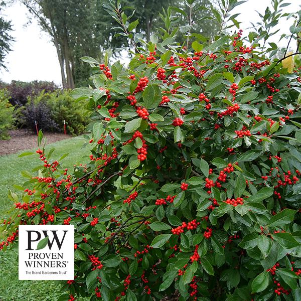 Winterberry Berry Heavy (Proven Winners®) - 3c