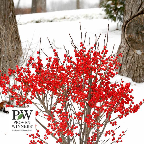 Winterberry Berry Poppins (Proven Winners®) - 3c