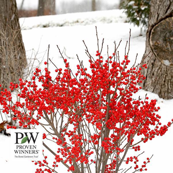 Winterberry Berry Poppins (Proven Winners®) - 3c