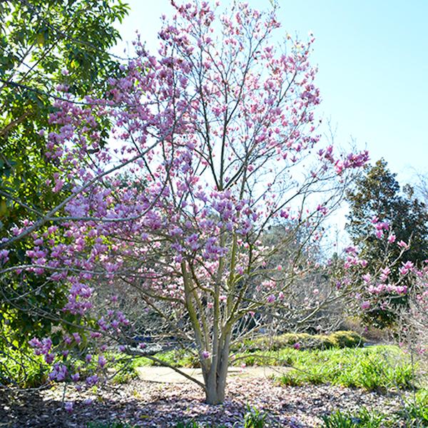 Magnolia Pink - 3c