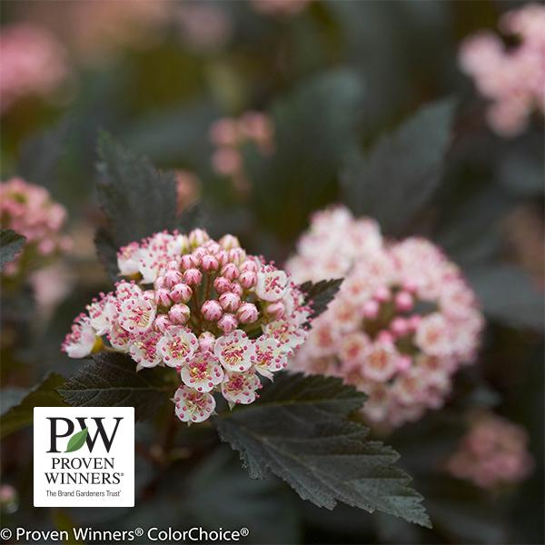 Ninebark Summer Wine (Proven Winners®) - 3c