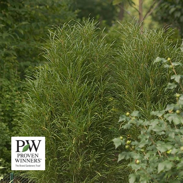Alder Buckthorn Fine Line (Proven Winners®) - 3c