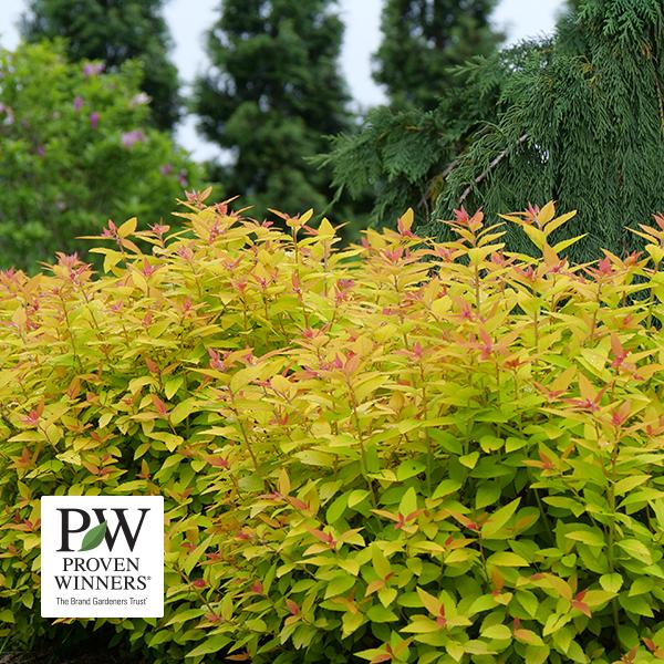 Spirea Double Play Candy Corn (Proven Winners®) - 3c