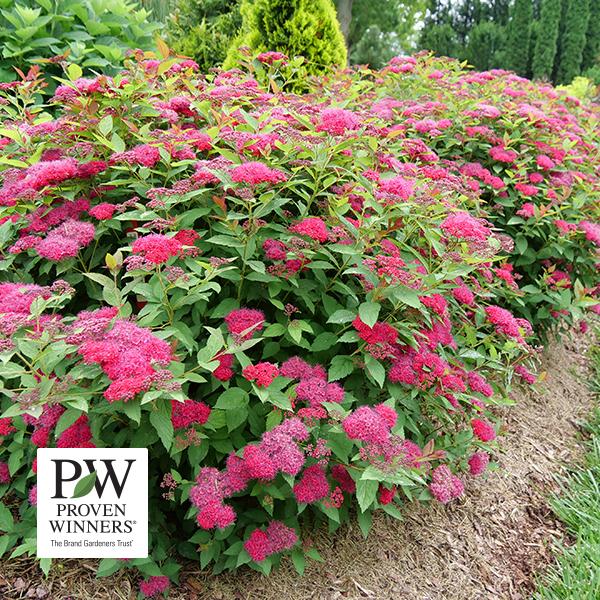 Spirea Double Play Doozie (Proven Winners®) - 3c