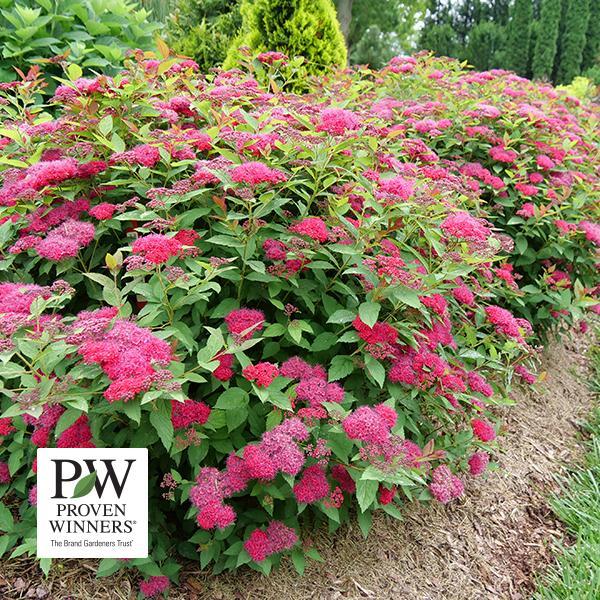 Spirea Double Play Doozie (Proven Winners®) - 3c