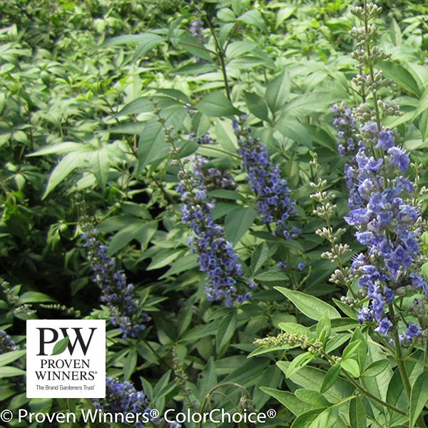 Chaste Tree Blue Diddley (Proven Winners®) - 3c