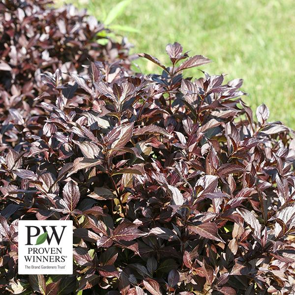 Weigela Florida Midnight Wine Shine (Proven Winners®) - 3c