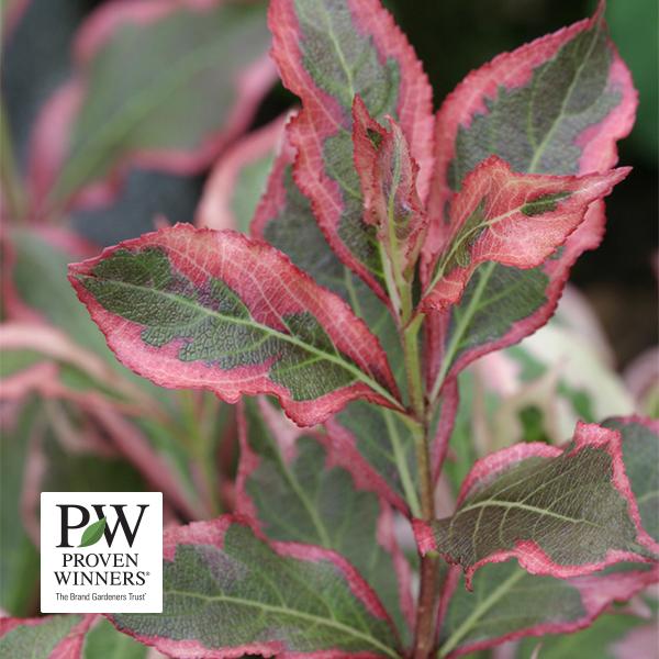 Weigela Florida My Monet (Proven Winners®) - 2c