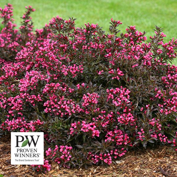 Weigela - 3c