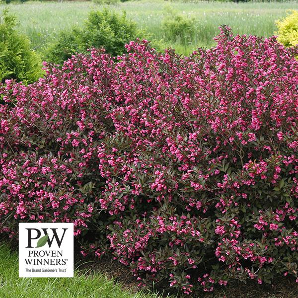 Weigela Florida Wine & Roses (Proven Winners®) - 3c