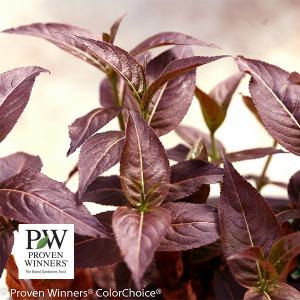 Honeysuckle Bush Kodiak Black (Proven Winners®) - 3c