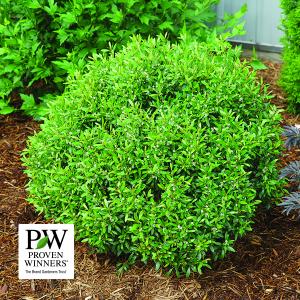 Inkberry, Gem Box--3 gallon