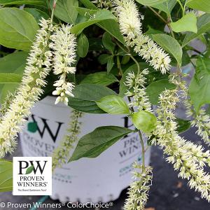 Sweetspire Little Henry (Proven Winners®) - 3c