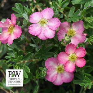 Potentilla Happy Face Hearts (Proven Winners®) - 3c