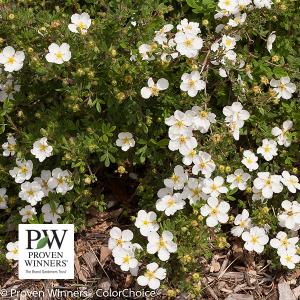 Potentilla Happy Face White (Proven Winners®) - 2c