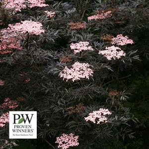 Elderberry Black Lace (Proven Winners®) - 3c