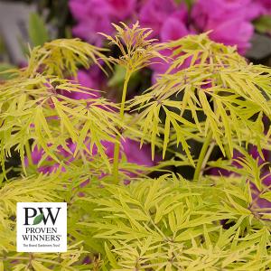 Elderberry Lemony Lace (Proven Winners®) - 3c