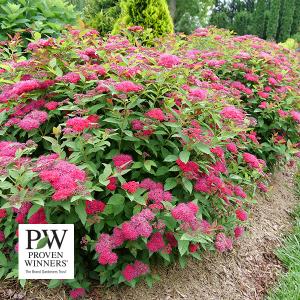 Spirea Double Play Doozie (Proven Winners®) - 3c