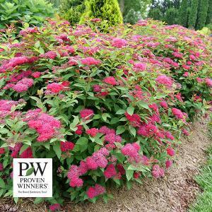 Spirea Double Play Doozie (Proven Winners®) - 3c