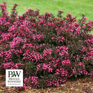 Weigela - 3c