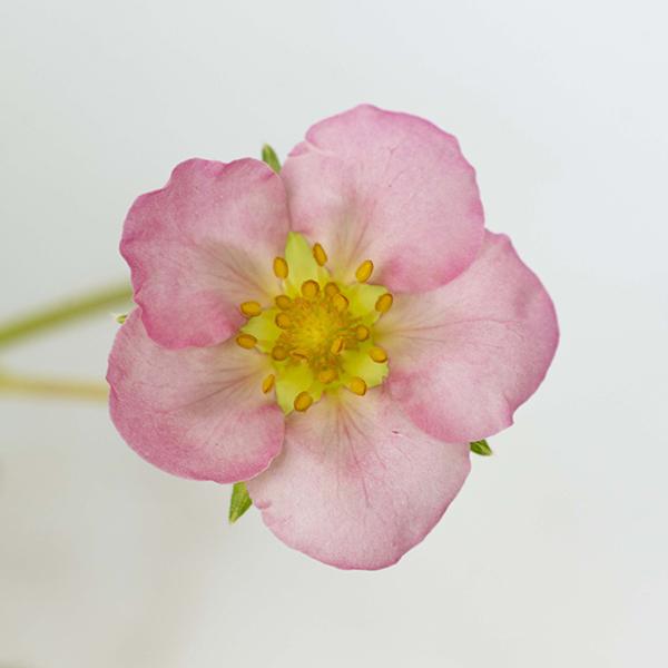 Bushel & Berry Fragaria X Rosy Belle