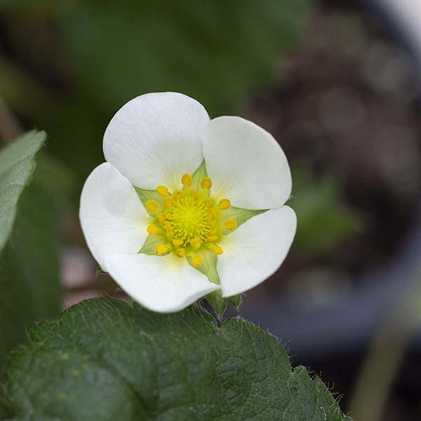 Bushel & Berry Fragaria X Snowy Belle