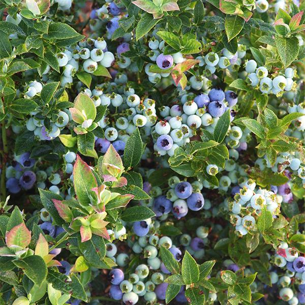 Bushel & Berry Vaccinium X Jelly Bean