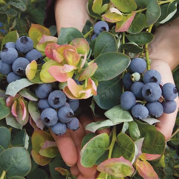 Bushel & Berry Vaccinium X Peach Sorbet