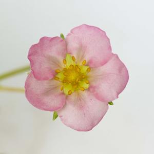 Bushel & Berry Fragaria X Rosy Belle