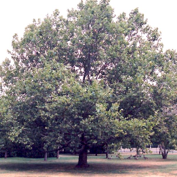 Planetree, London-- 7 gallon
