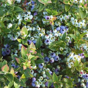Bushel & Berry Vaccinium X Jelly Bean