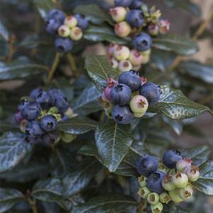 Bushel & Berry Vaccinium cory Perpetua