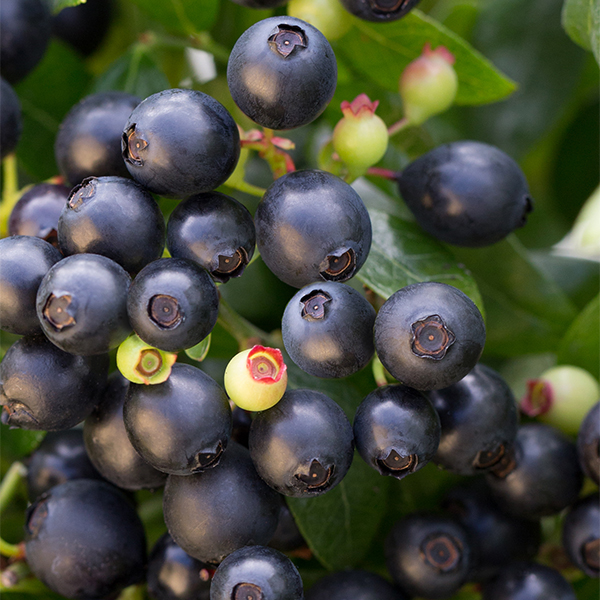Bushel & Berry Vaccinium X BerryBux