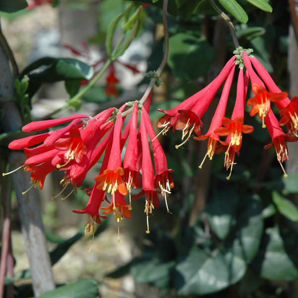 Trumpet Honeysuckle - Major Wheeler