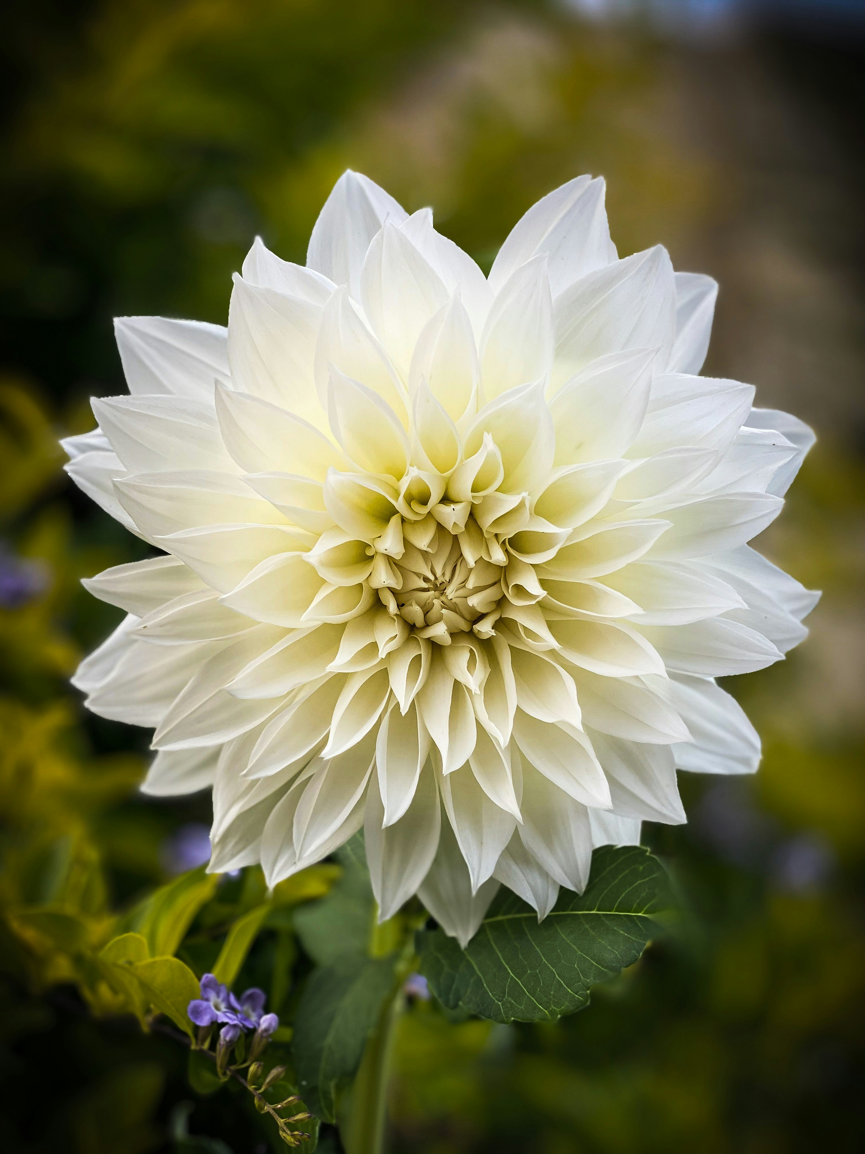 White Dahlia