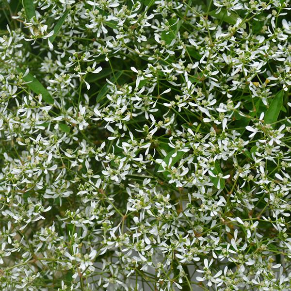 Euphorbia Diamond Frost
