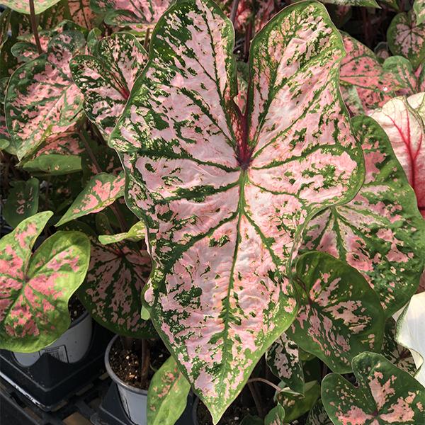 Caladium