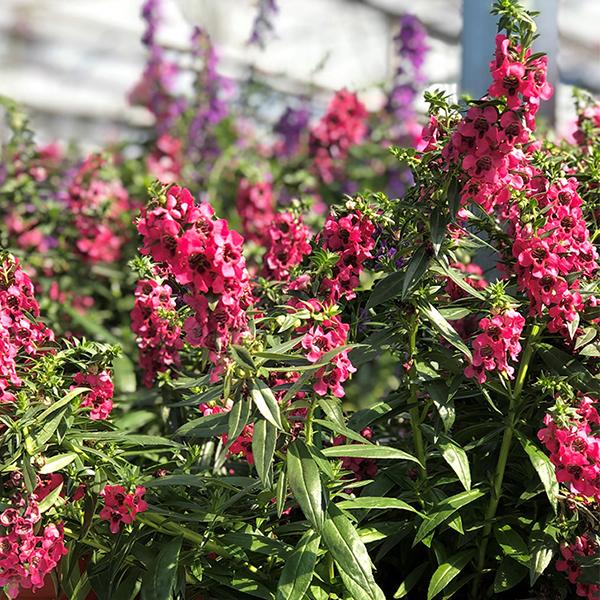 Angelonia