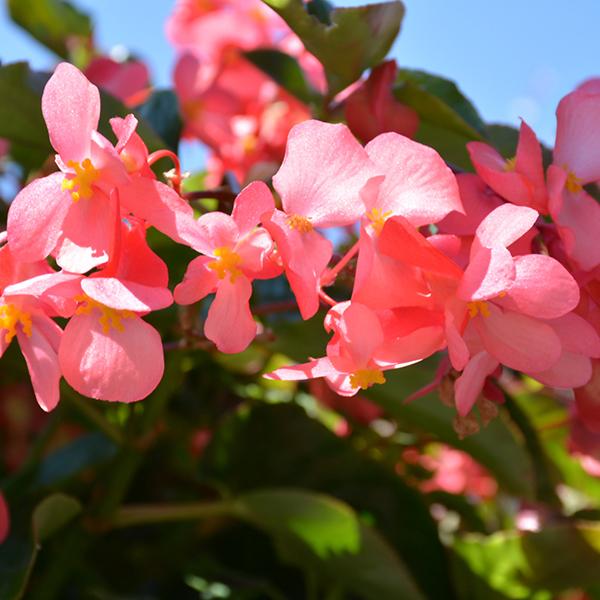 Big Leaf Dragon Wing Begonia