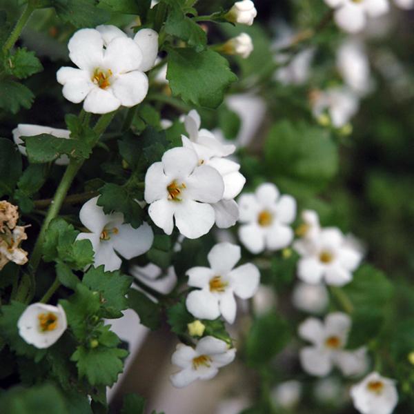 Bacopa