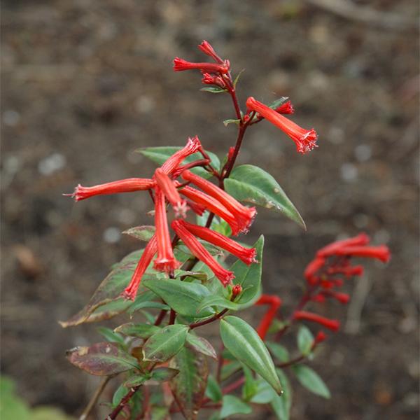 Cuphea 
