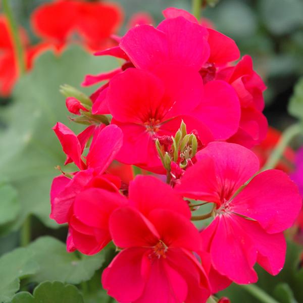 Ivy Geranium